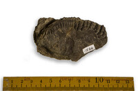 F 01524
<br/>
<br/>
<em></em>